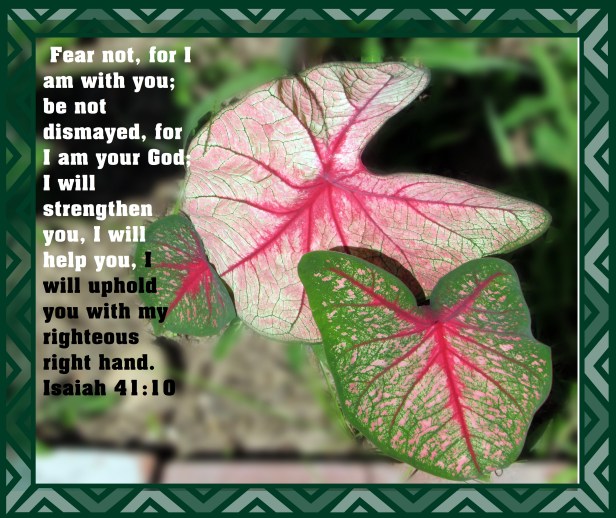 © Photo Artist Susan Ruth Robertson 090025006100 SX 540HS  (1) - Copy.JPG