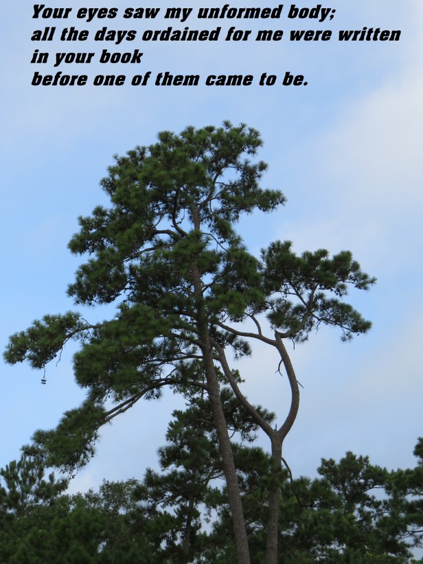 © Photo Artist Susan Ruth Robertson 090025006100 SX 540HS (108) - Copy.JPG