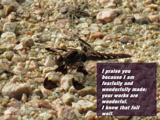 © Photo Artist Susan Ruth Robertson 090025006100 SX 540HS (111) - Copy.JPG