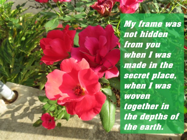 © Photo Artist Susan Ruth Robertson 090025006100 SX 540HS (114) - Copy.JPG