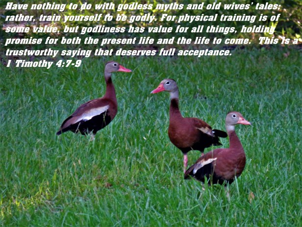 © Photo Artist Susan Ruth Robertson 090025006100 SX 540HS (115) - Copy.JPG