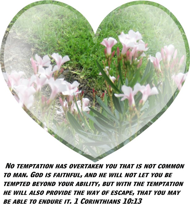 © Photo Artist Susan Ruth Robertson 090025006100 SX 540HS (13) - Copy.JPG