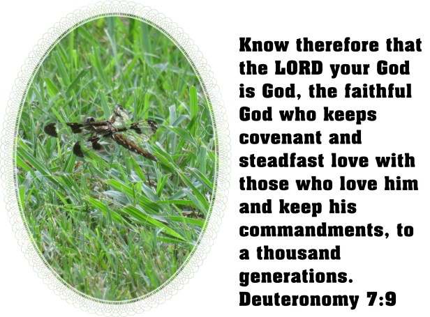 © Photo Artist Susan Ruth Robertson 090025006100 SX 540HS (17) - Copy.JPG