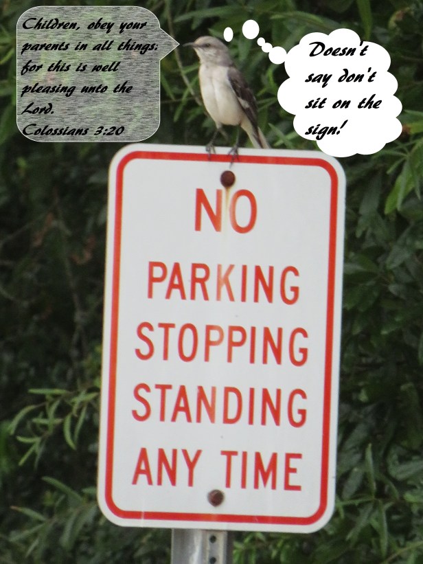 © Photo Artist Susan Ruth Robertson 090025006100 SX 540HS (23) - Copy.JPG