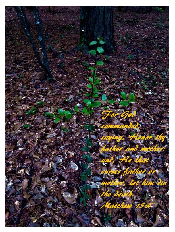 © Photo Artist Susan Ruth Robertson 090025006100 SX 540HS (26).JPG