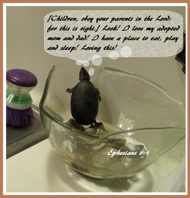 © Photo Artist Susan Ruth Robertson 090025006100 SX 540HS (28) - Copy.JPG