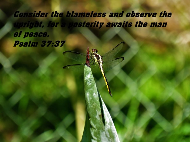 © Photo Artist Susan Ruth Robertson 090025006100 SX 540HS (30).JPG