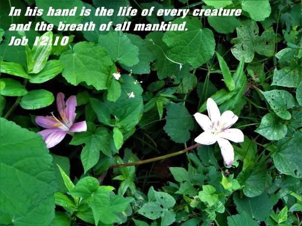 © Photo Artist Susan Ruth Robertson 090025006100 SX 540HS (31) - Copy.JPG