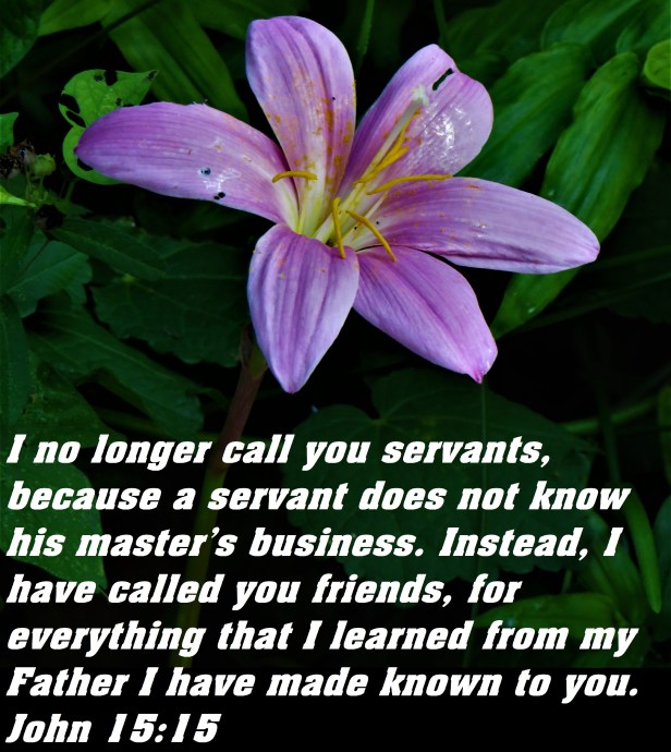 © Photo Artist Susan Ruth Robertson 090025006100 SX 540HS (32) - Copy.JPG