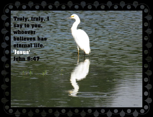 © Photo Artist Susan Ruth Robertson 090025006100 SX 540HS (33) - Copy.JPG