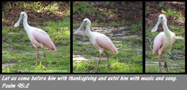 © Photo Artist Susan Ruth Robertson 090025006100 SX 540HS  (54) - Copy - Copy.JPG