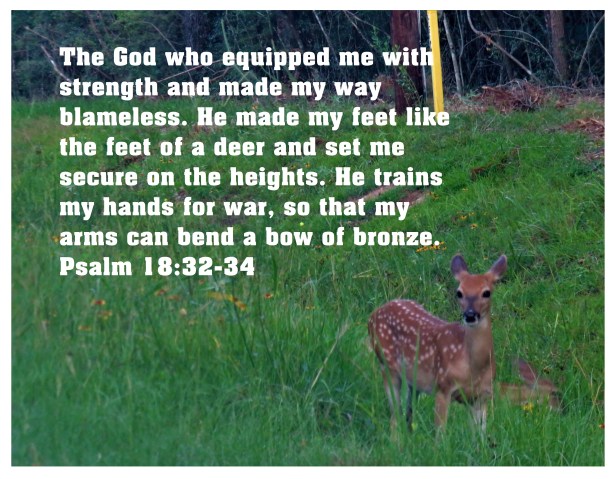 © Photo Artist Susan Ruth Robertson 090025006100 SX 540HS (65) - Copy.JPG