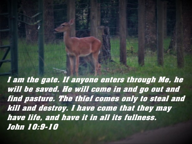 © Photo Artist Susan Ruth Robertson 090025006100 SX 540HS (67) - Copy.JPG