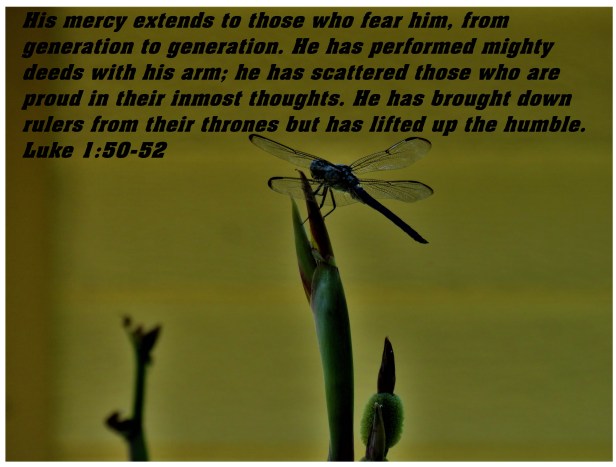 © Photo Artist Susan Ruth Robertson 090025006100 SX 540HS (69) - Copy.JPG