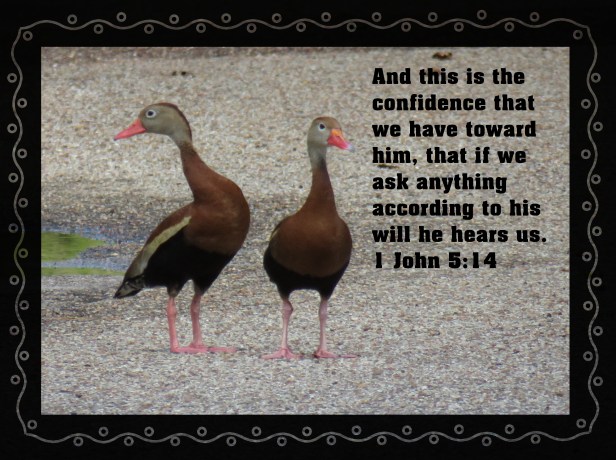 © Photo Artist Susan Ruth Robertson 090025006100 SX 540HS (72) - Copy.JPG