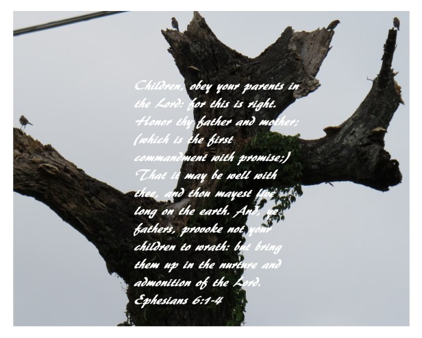 © Photo Artist Susan Ruth Robertson 090025006100 SX 540HS (8) - Copy.JPG