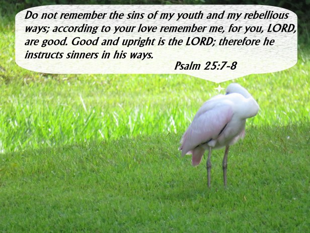 © Photo Artist Susan Ruth Robertson 090025006100 SX540HS 047 - Copy.JPG