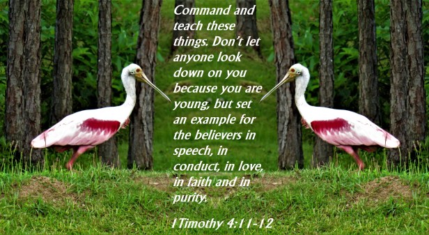 © Photo Artist Susan Ruth Robertson 090025006100 SX540HS 249 (2) - Copy.JPG