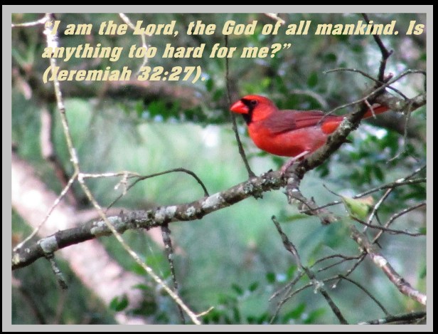 © Photo Artist Susan ruth Robertson 09002500100 014.JPG