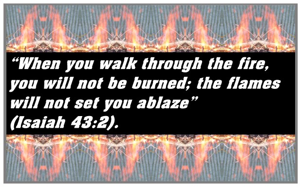 © Photo Artist Susan Ruth Robertson 090025006100 SX 400 (23) - Copy.JPG