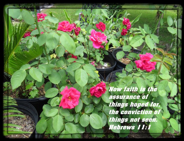 © Photo Artist Susan Ruth Robertson 090025006100 SX 400 (37) - Copy.JPG