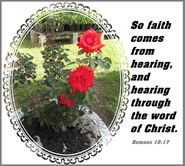 © Photo Artist Susan Ruth Robertson 090025006100 SX 400 (6) - Copy.JPG