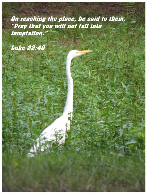 © Photo Artist Susan Ruth Robertson 090025006100 SX 540HS  (12).JPG