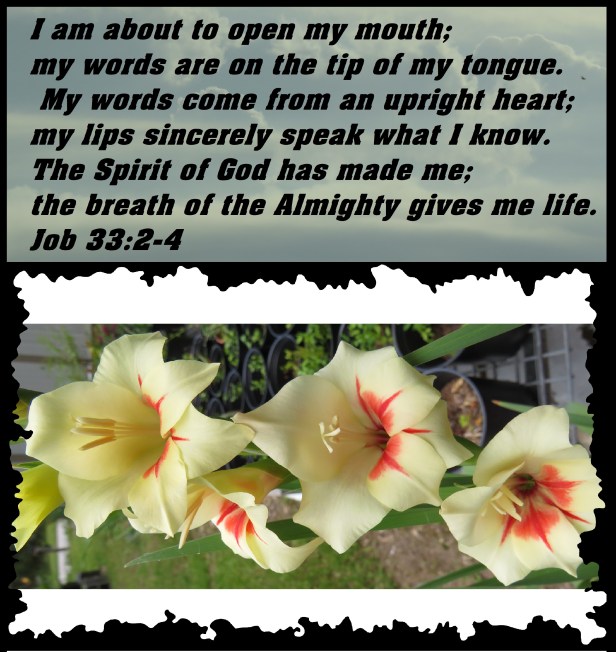 © Photo Artist Susan Ruth Robertson 090025006100 SX 540HS (94) - Copy.JPG